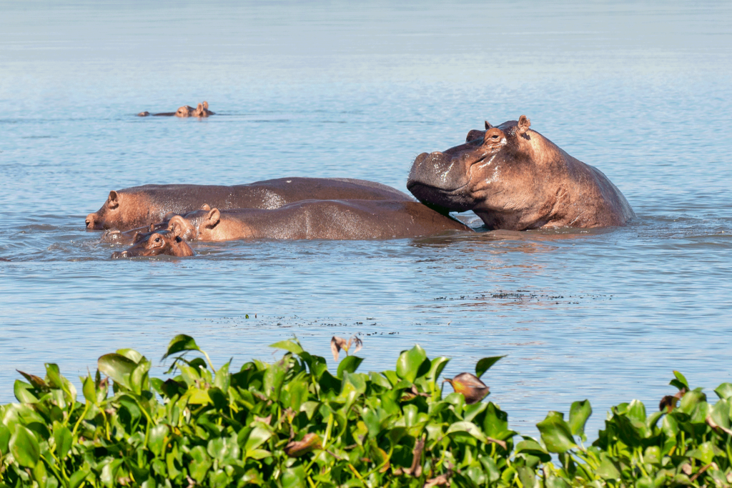 Hippos in Water in Murchison Falls National Park