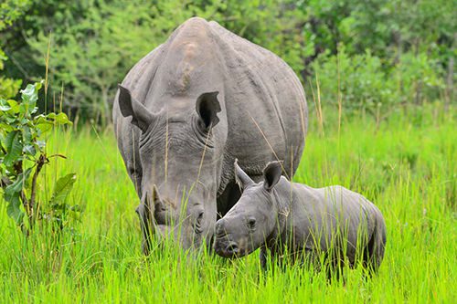 rhino-tracking-2-500×333-1