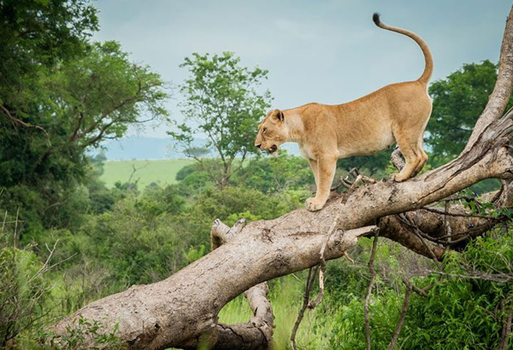 tree-climbing-lions-in-Queen-Elizabeth-National-Park